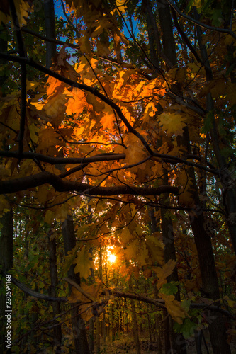 Sonnenstrahlen im Herbst © sven