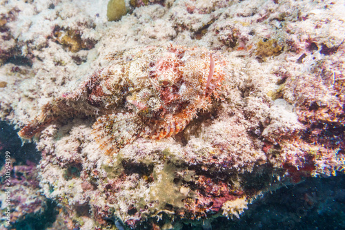 Scorpion fish is masked on a coral reef in the Indian ocean.