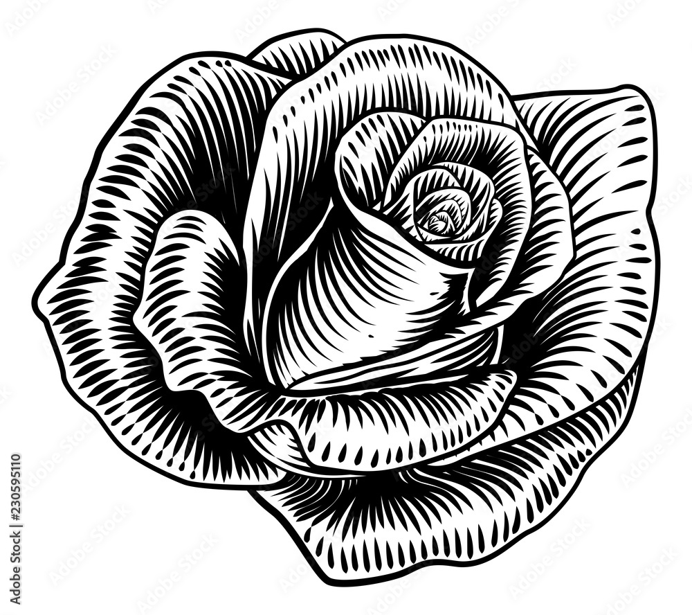 A rose flower in a woodcut etching or engraving line art style Stock