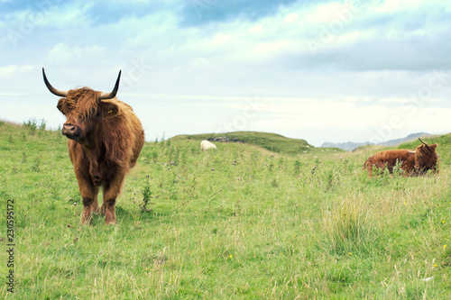 Hairy scottish highlander in natural scape on a cloudy day