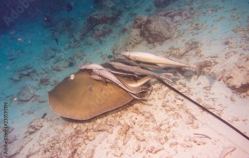 Stingray and  Suckerfish. Diving in Maldives.