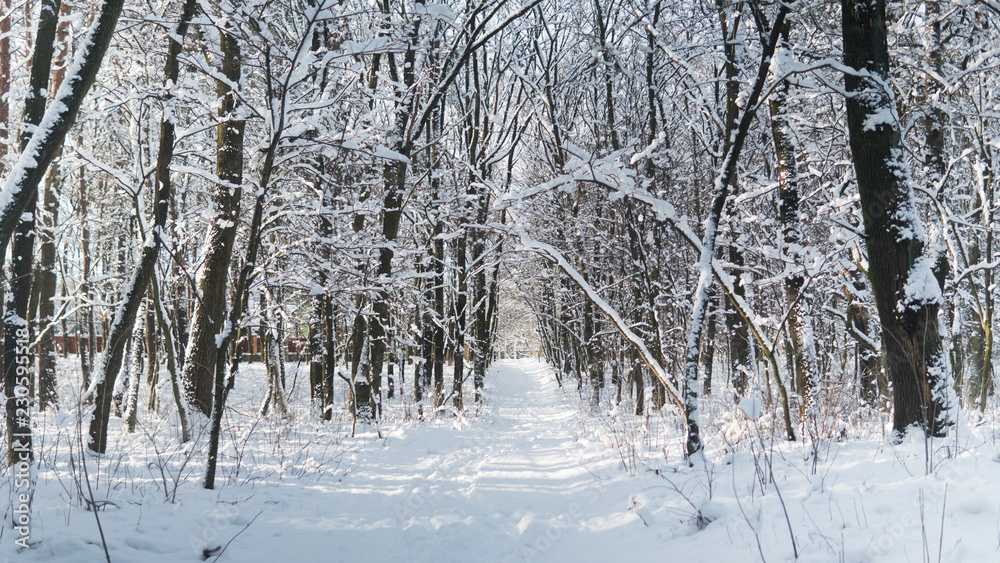 Fototapeta premium Beautiful winter forest with a trees covered with a white snow.