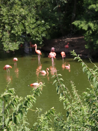 Pink Birds
