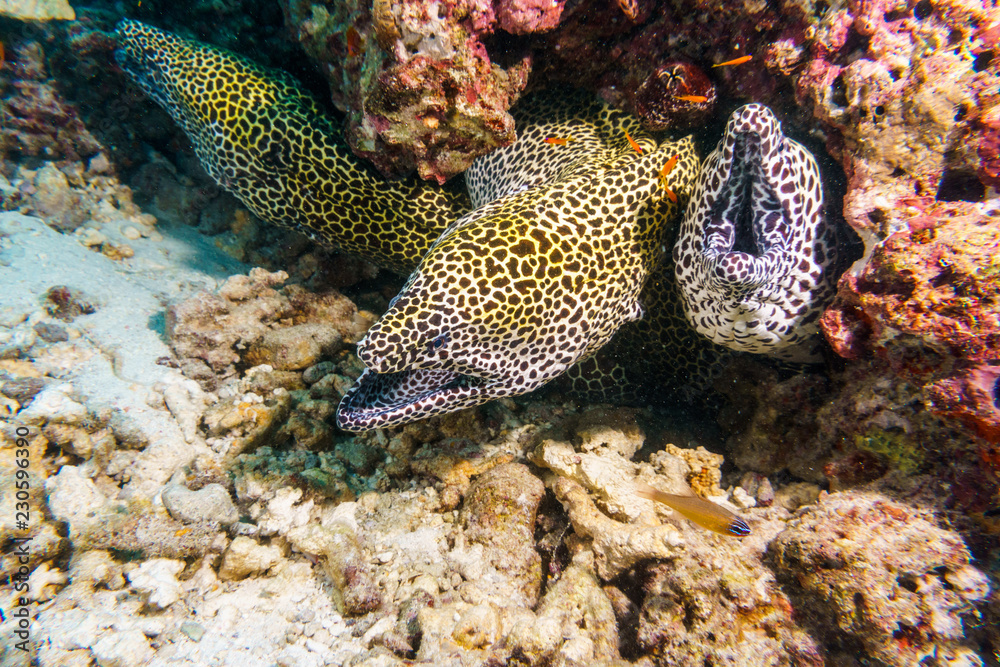 Leopard Moray eels nest on the coral reef of Maldives. Leopard Moray eels nest on the coral reef of Maldives.