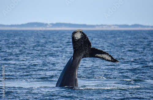 Whale off Provincetown, MA 2018