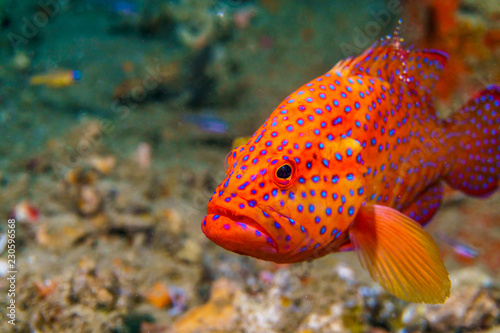 Fotografie Coral grouper at the Atoll of the Maldives.