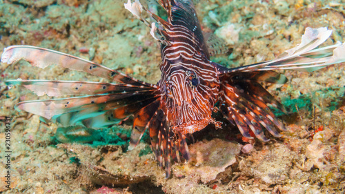 Lionfish on the coral bottom of the Indian ocean.
