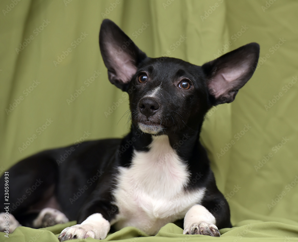 a white puppy with a big ears is lying on a green background