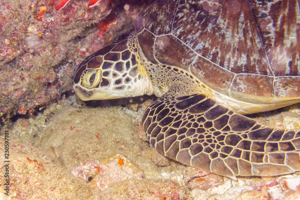 Fototapeta premium The turtle sleeps on a coral reef at the bottom of the Indian ocean.