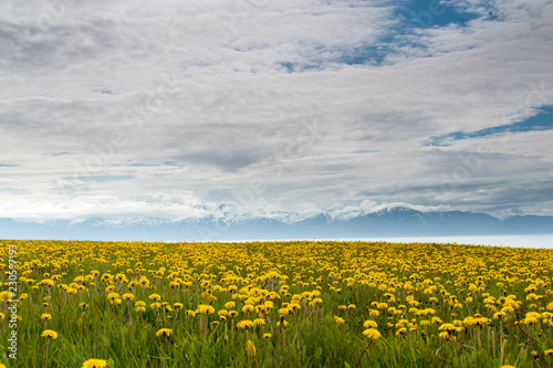 Fototapeta Naklejka Na Ścianę i Meble -  Fields of dandelions
