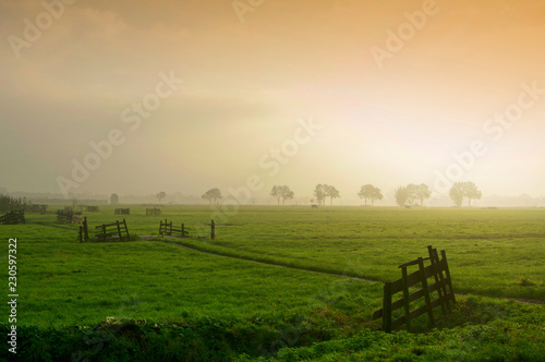Dutch landscape in orange sunrise light  scenic meadow with wooden fence  horizontal lanscape  field  cow  fog  green grass