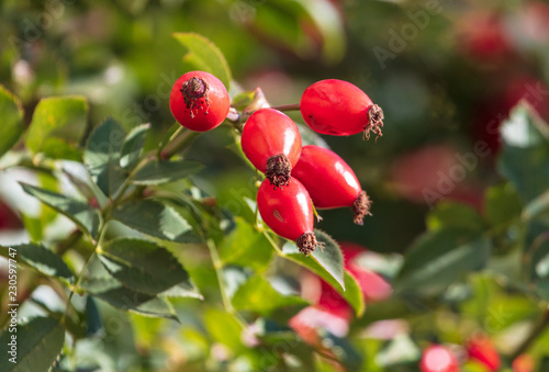 Red rosehip berries in a vegetable garden photo