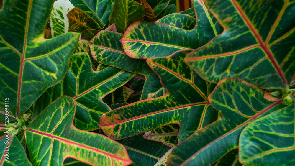 Fototapeta premium Croton Green leaves close up. Natural pattern background, beautiful nature in the moment. Grren and pink layout made of Croton leaves. Flat lay. Selective focus