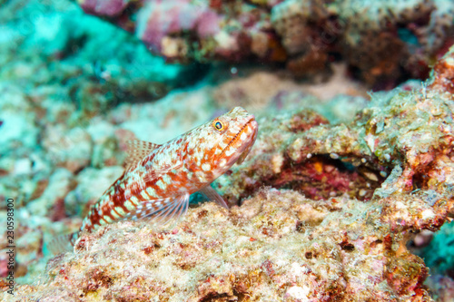 Fish lizard coral reef Maldives.