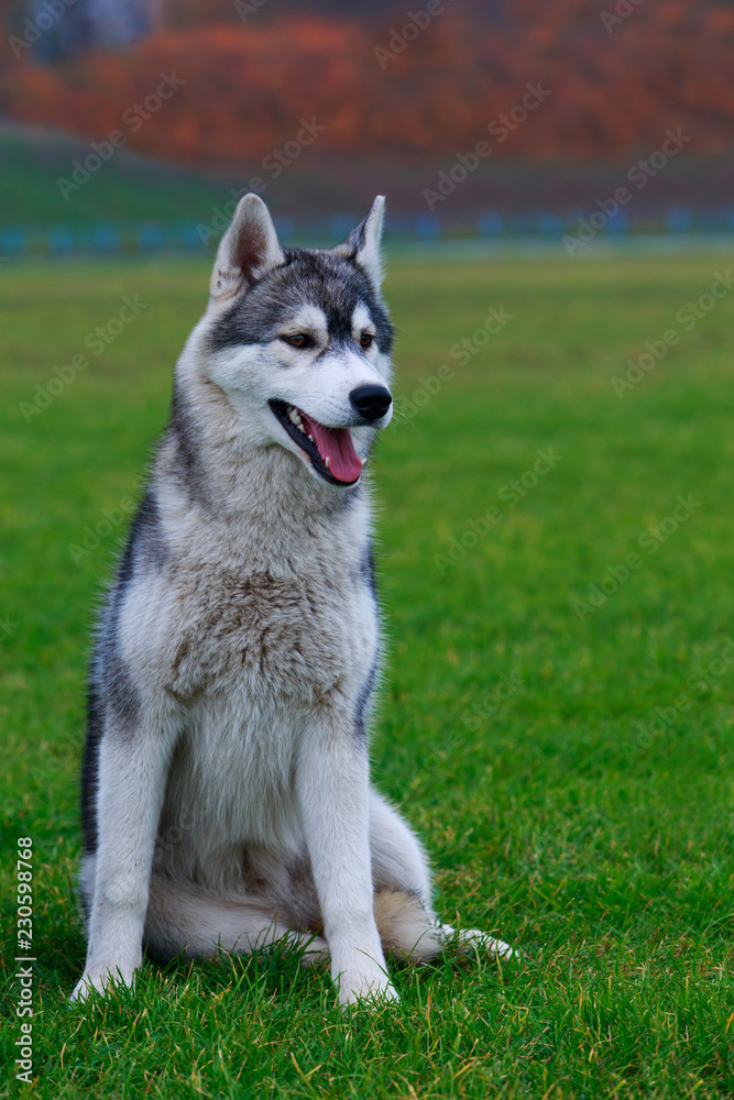 Dog breed Siberian husky Dog breed Siberian husky