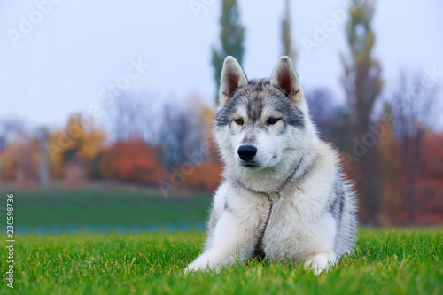 Dog breed Siberian husky photo