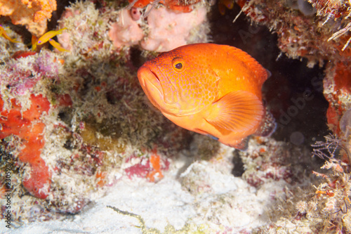 Red grouper hiding among the corals at the bottom of the Indian ocean.