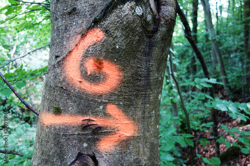 Tree marked for felling photo