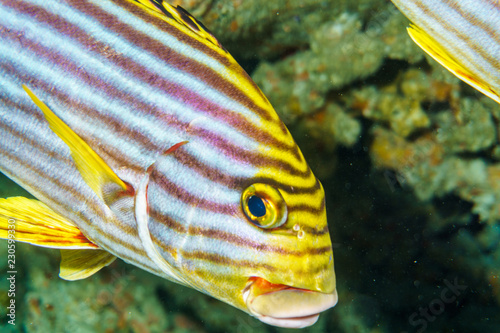 Yellow Banded Sweetlips (Plectorhinchus lineatus) photo