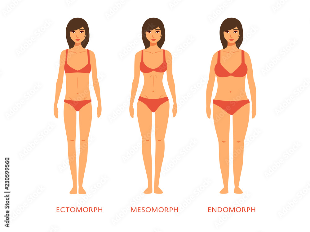 Human body types. Women as endomorph, ectomorph and mesomorph. Stock Vector  | Adobe Stock