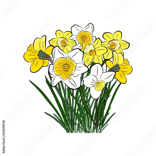 Fototapeta Naklejka Na Ścianę i Meble -  Flowers daffodils, vector
