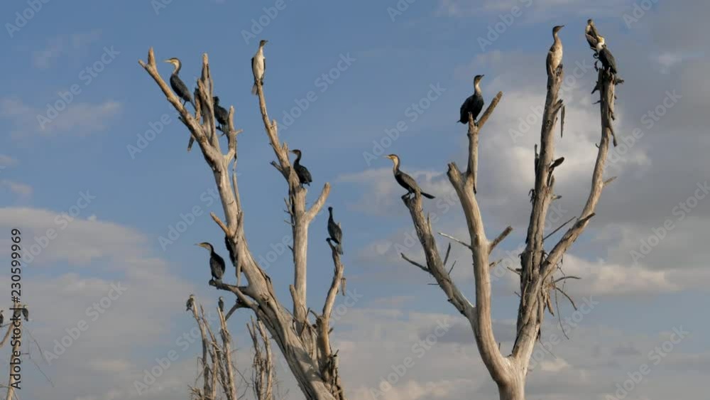 Many Birds Cormorants Sitting On The Dry Branches Of A Submerged Dead Trees Many Birds Cormorants Sitting On The Dry Branches Of A Submerged Dead Trees