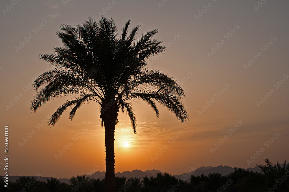 Sunset of Sinai