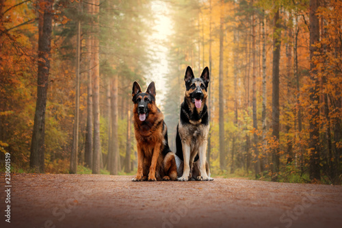 Obraz na plátně German Shepherd Dog and East European Shepherd Dog for a walk in the autumn fore