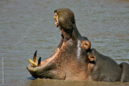 Hippopotamus (Hippopotamus amphibius) threat yawning in Serengeti National Park photo