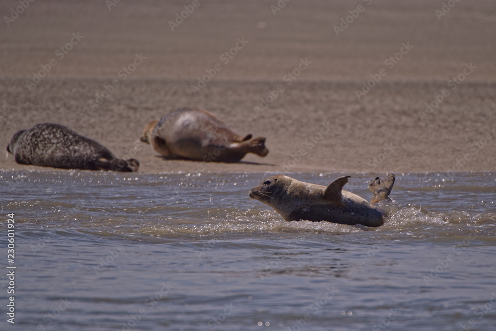 Fototapeta premium Phoques veaux marins