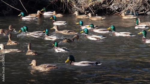 Ducks swim in the pond. Wild duck. Feeding the ducks