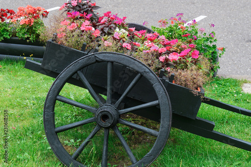 Beautiful flowers in a beautiful chariot as a decoration of the yard. Gardening and home comfort. Stock photo for design