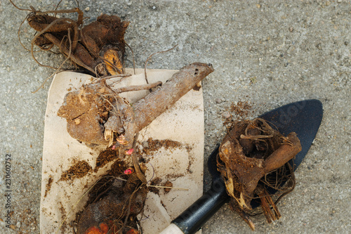 Fototapeta Naklejka Na Ścianę i Meble -  peonies bare roots - division, replanting and gardening autumn