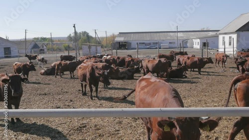 Herd of cows grazing near the farm photo