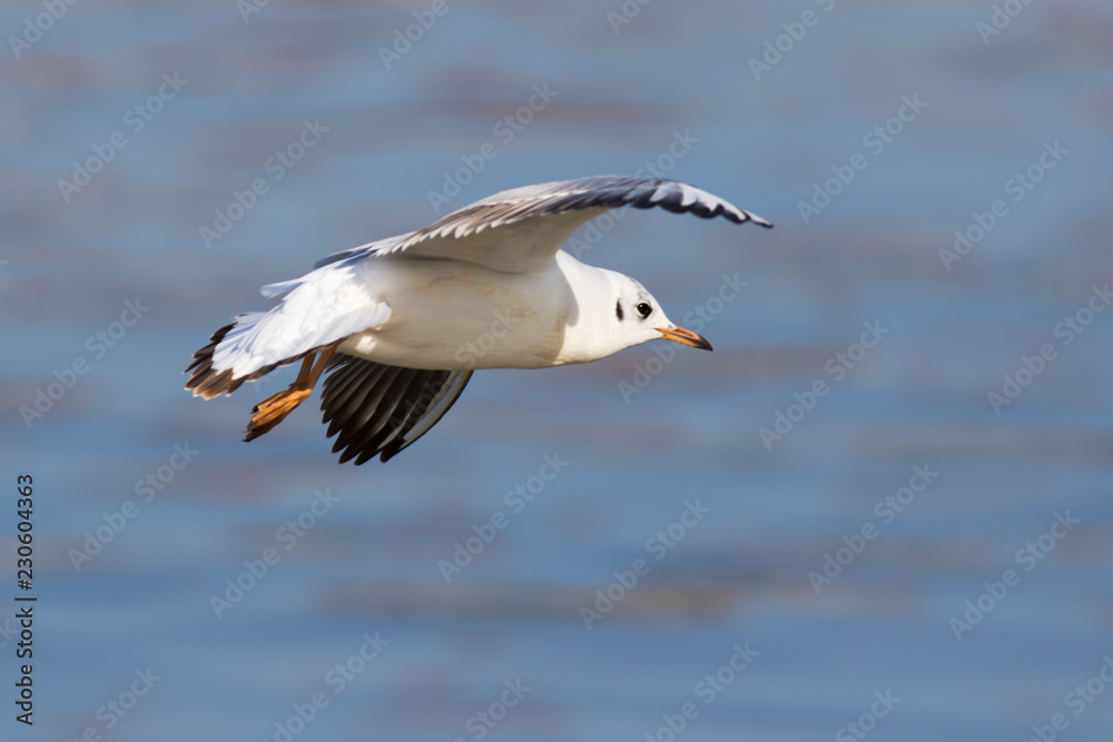 Lachmöwe (Larus ridibundus) Lachmöwe (Larus ridibundus)
