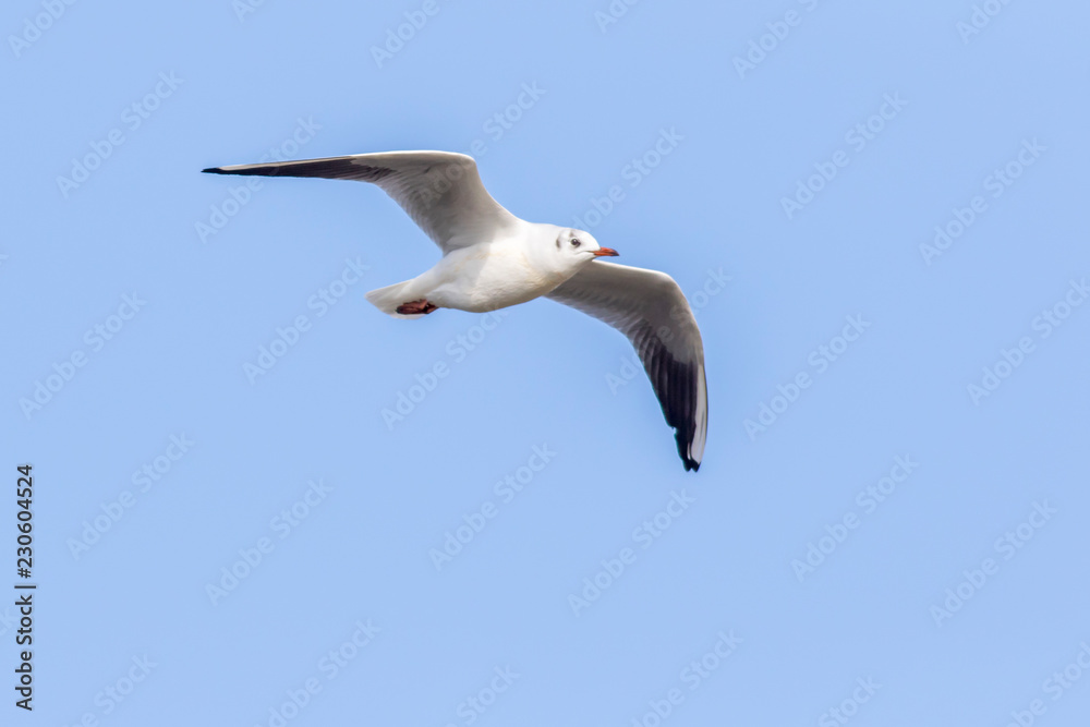Obraz premium Lachmöwe (Larus ridibundus)