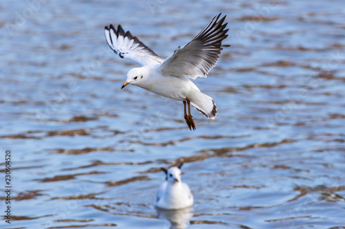 Lachmöwe (Larus ridibundus) © Rosemarie Kappler