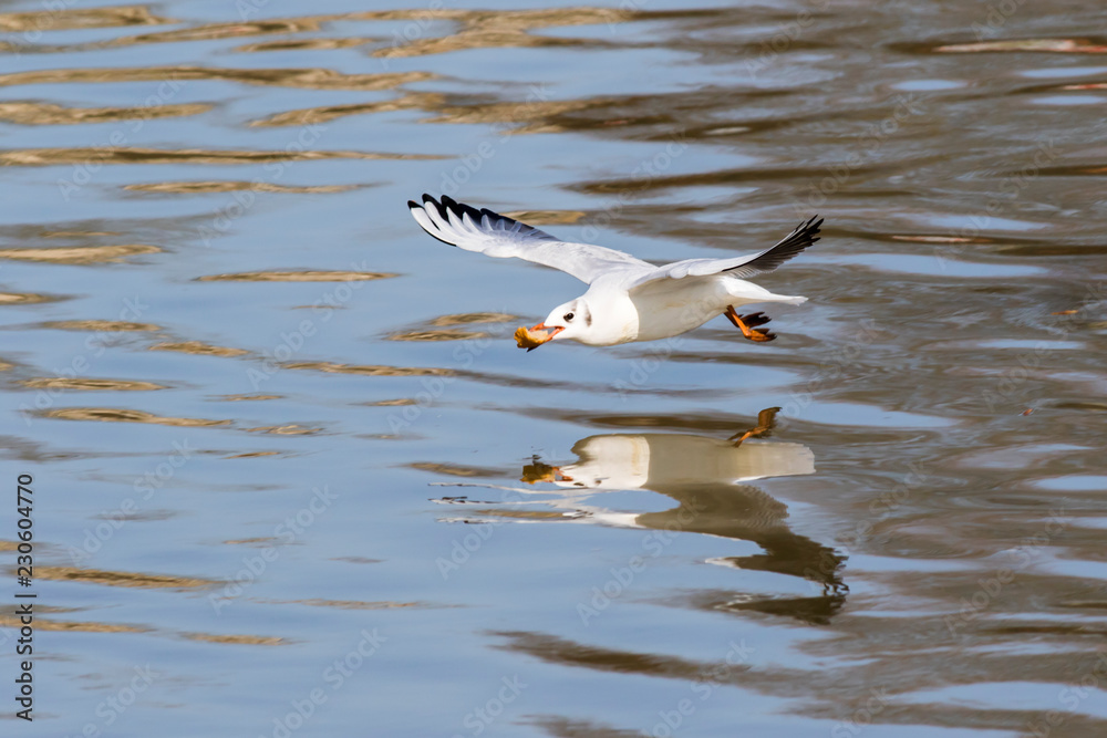 Lachmöwe (Larus ridibundus)