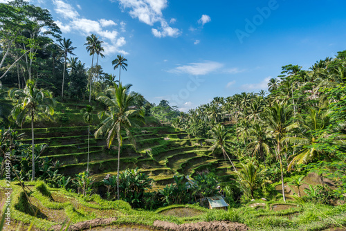 Tegalalang Rice Terrace in Ubud Bali