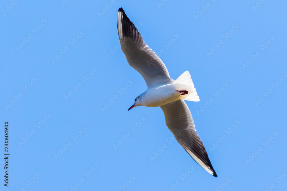 Fototapeta premium Lachmöwe (Larus ridibundus)