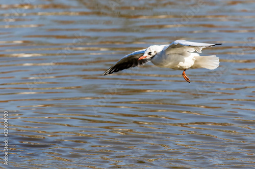 Lachmöwe (Larus ridibundus)