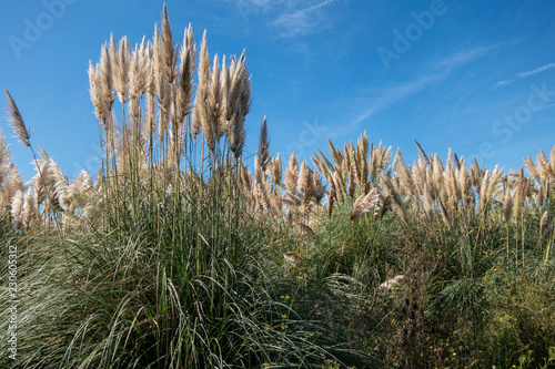 Cortaderia selloana planta invasora