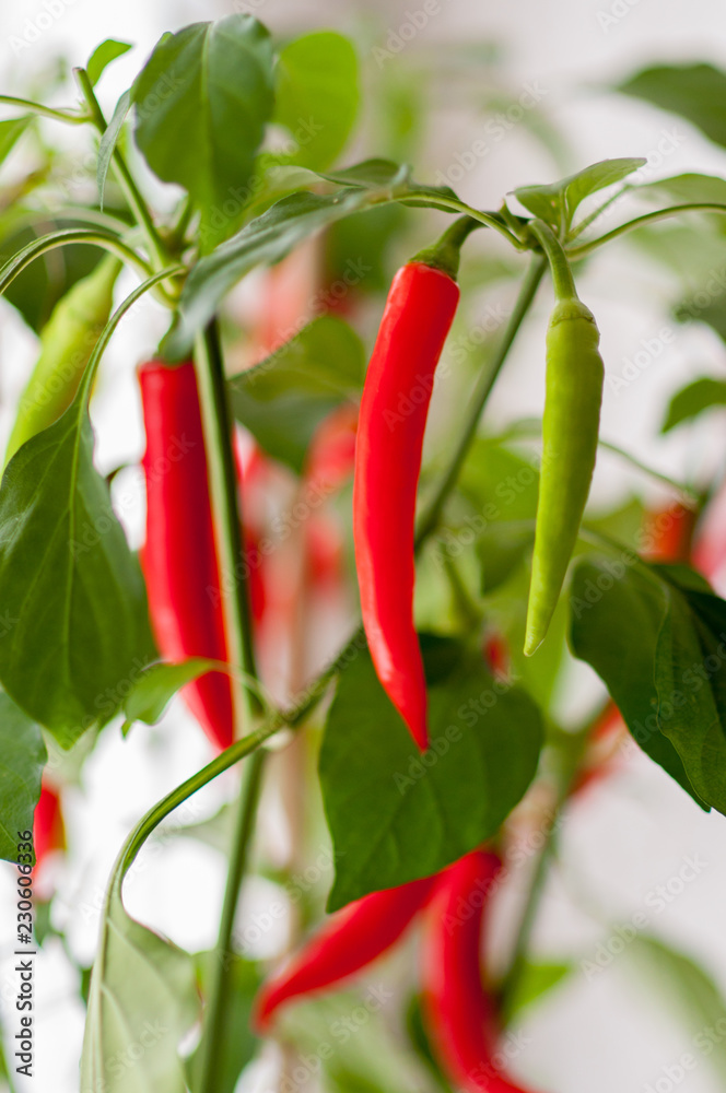Indoor planting with green and red hot chili peppers which are growing near a window in the kitchen Indoor planting with green and red hot chili peppers which are growing near a window in the kitchen