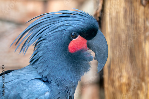 Palm cockatoo portrait