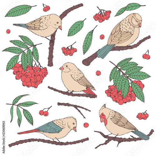Hand drawn vector set of birds, branches, leaves and rowanberry in pastel colors isolated on white background. Winter decoration outline in sketch style.
