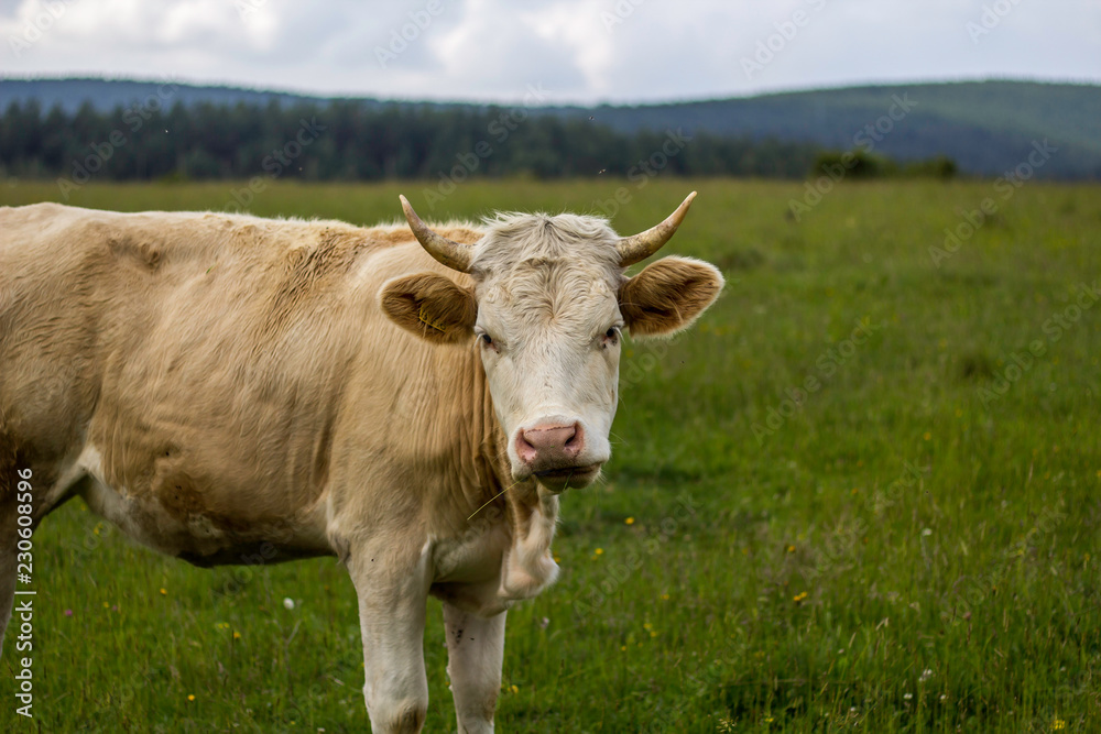 Cow