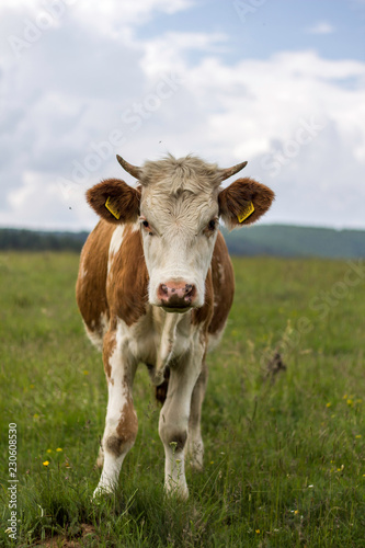 Cow