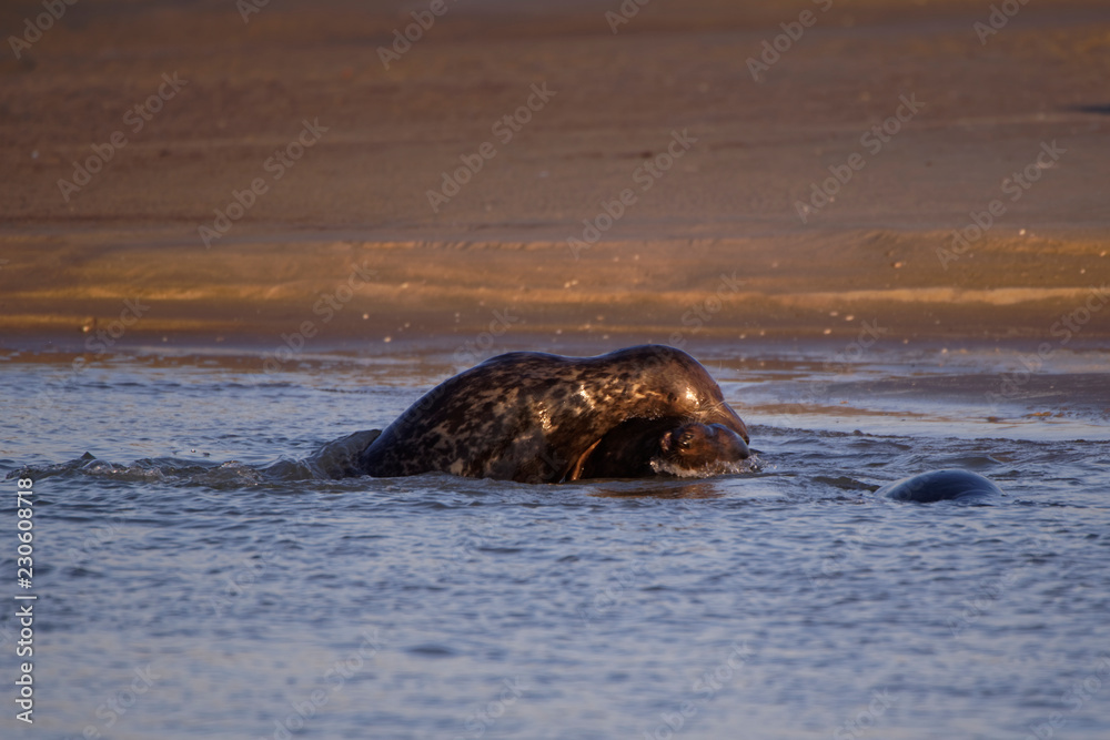 Fototapeta premium Combat de phoques