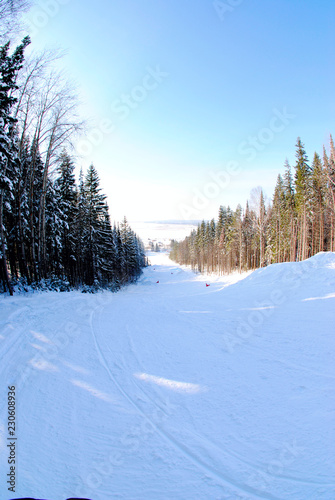 beautiful winter in the forest