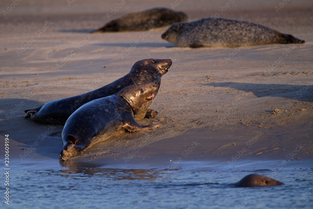 Fototapeta premium Combat de phoques